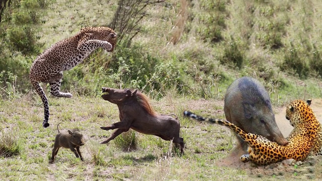 Mother Warthog Thrown Cheetah In The Air To Save Baby, Speed Cheetah Hunting Prey