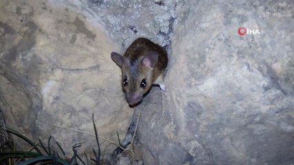 Fareye “kanka“ diye seslendi, tebessüm ettirdi