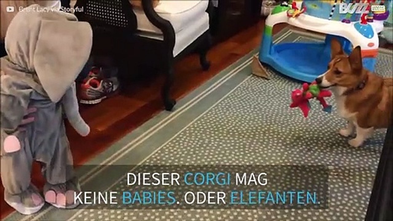Baby im Elefantenkostüm - da gibt der Corgi selbst den T-Rex auf