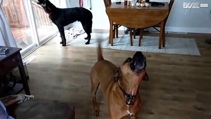 Tornado-Alarm bringt Hunde zum Heulen