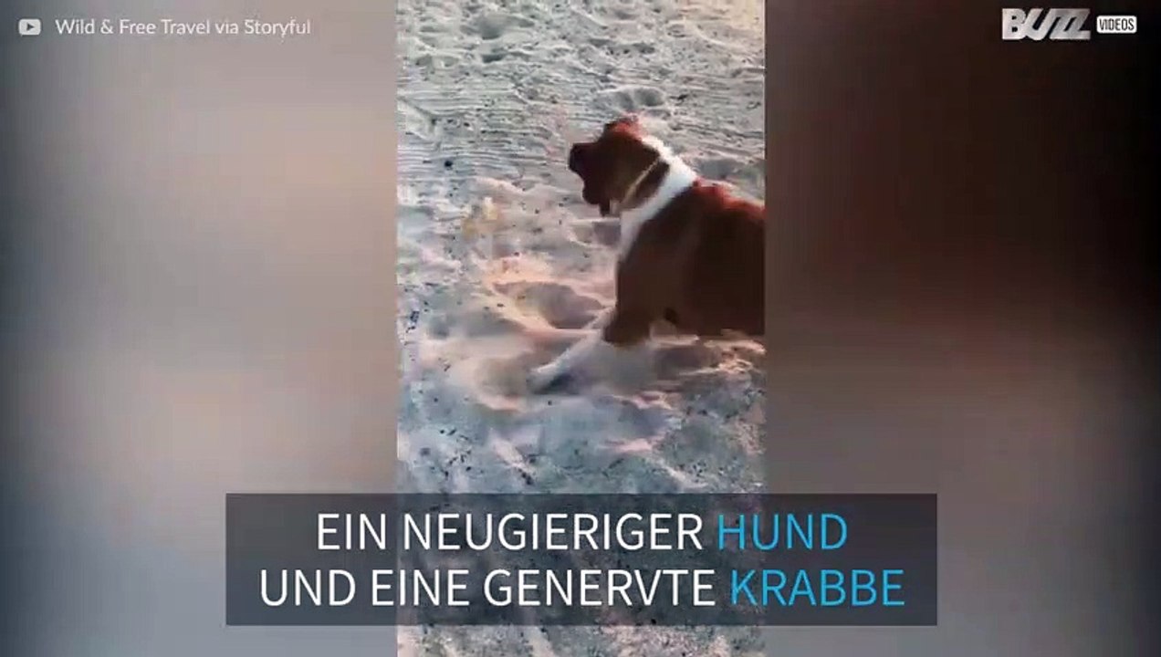 Verspielter Hund trifft angriffslustige Krabbe - da wird der Strand zur Arena und der Sonnenuntergang zum Rampenlicht