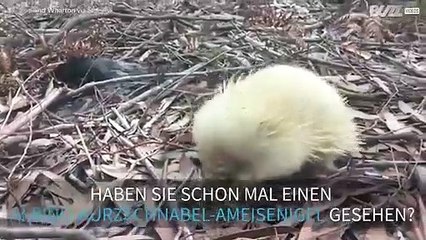 So sieht ein Albino-Kurzschnabel-Ameisenigel aus