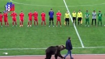 دب يعطي إشارة البداية في مباراة كرة القدم في الدرجة الثالثة الروسية