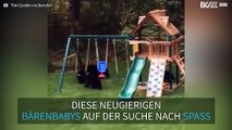 Bärenbabys auf dem Spielplatz