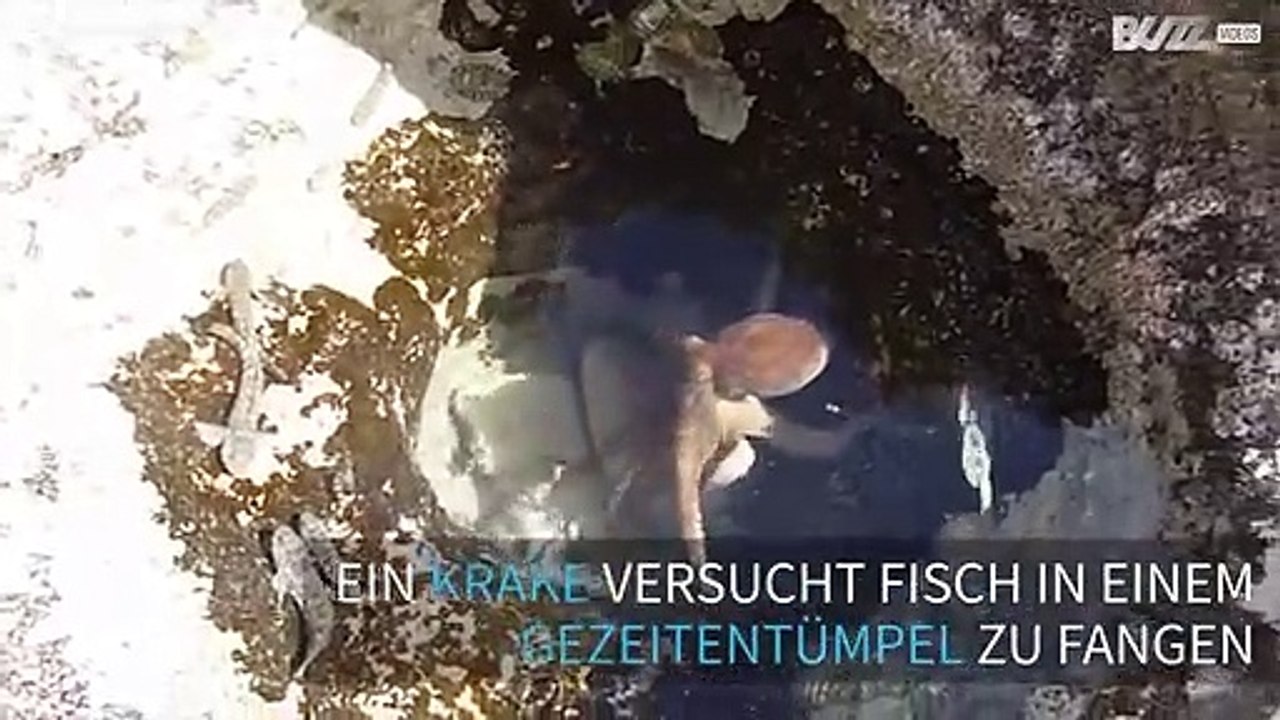 Räuberischer Krake bei der Jagd
