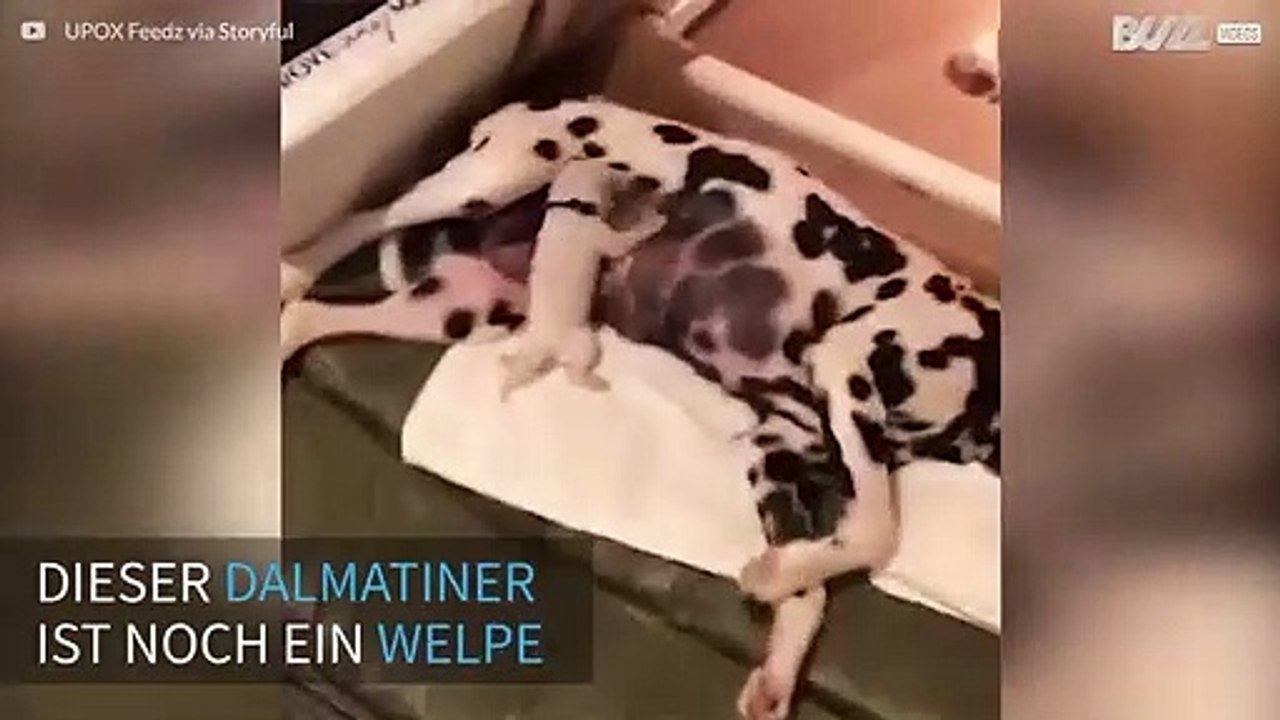 Welpe steht auf Rock'n'Roll