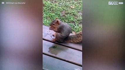 Figurbewusstes Eichhörnchen