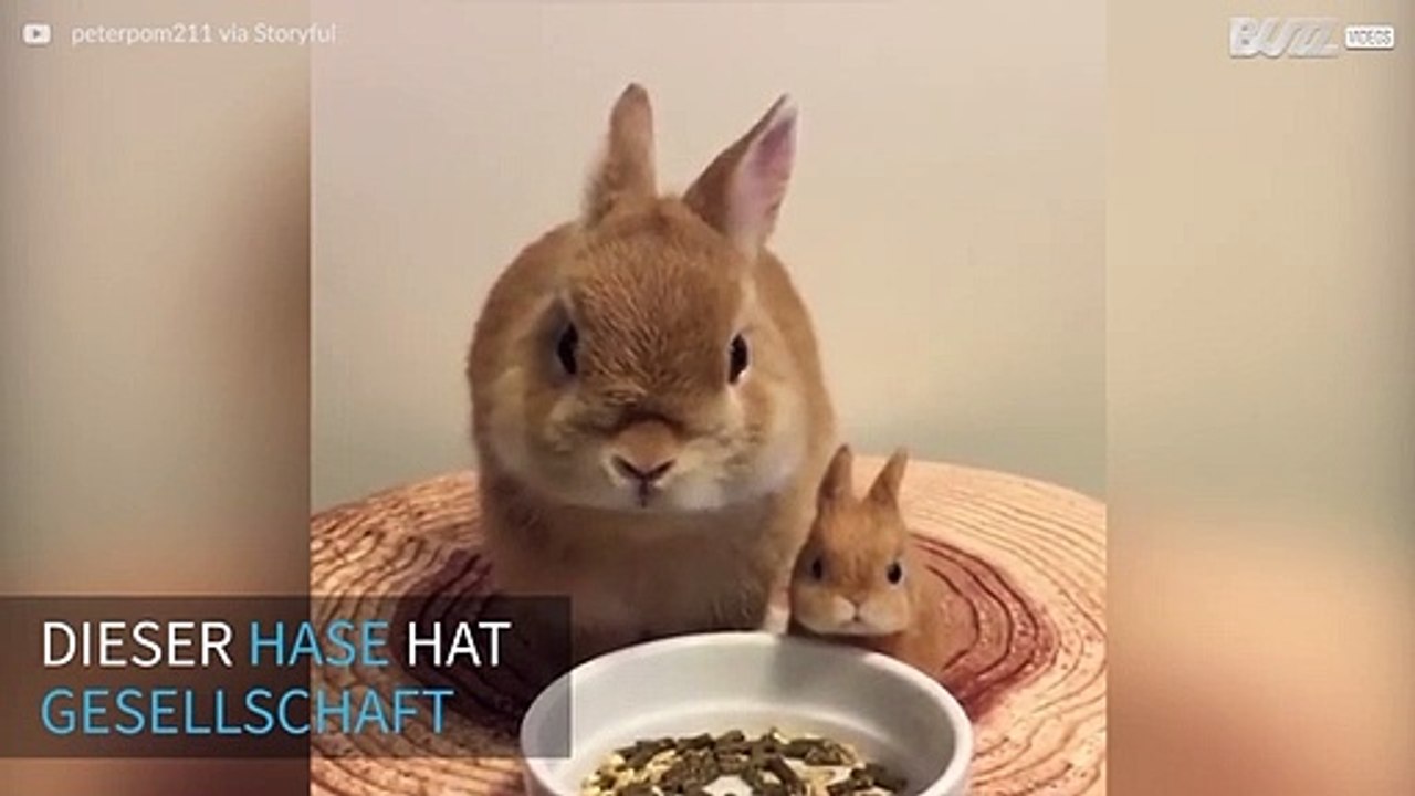 Hase futtert Seite an Seite mit seiner Miniversion