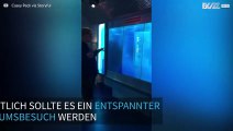 Hai erschreckt Museumsbesucher fast zu Tode
