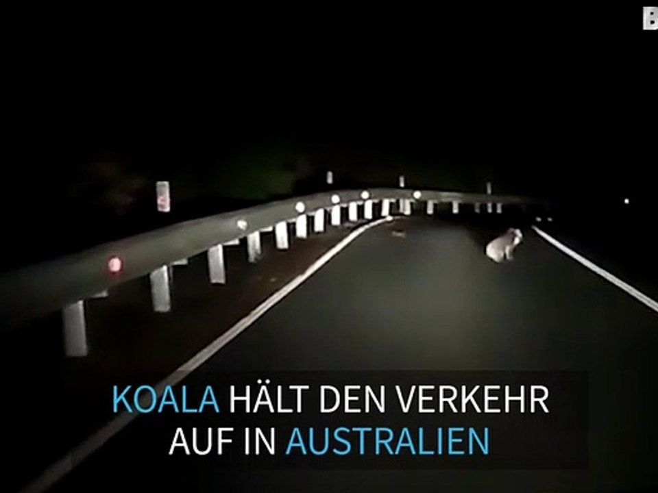 Koala hält den Verkehr auf
