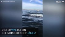 Wal fängt fliegende Fische