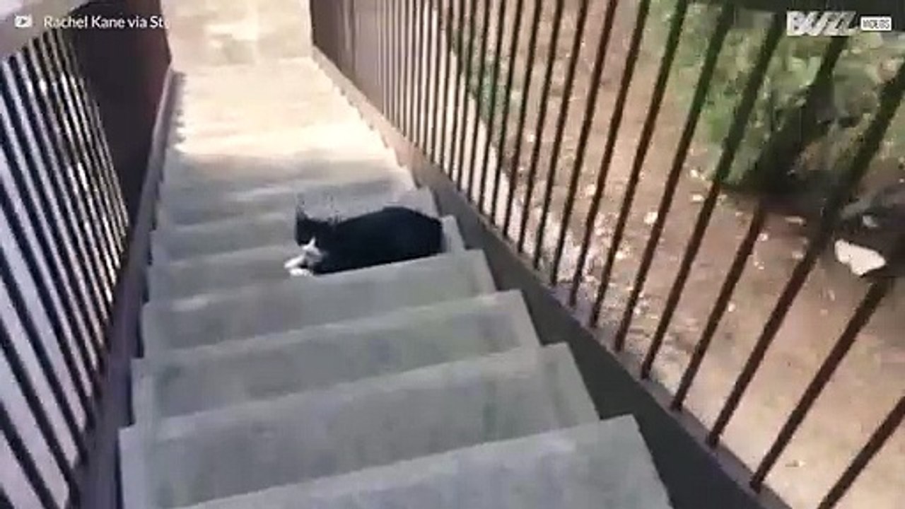 Wütende Katze von Besitzer verraten