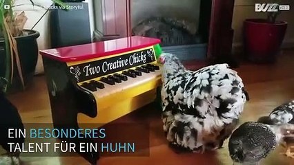 Huhn spielt Klavier