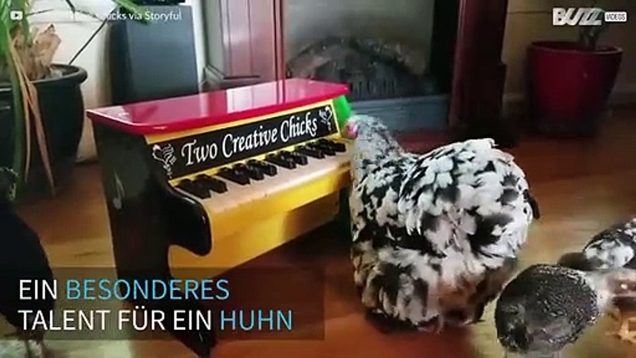 Huhn spielt Klavier