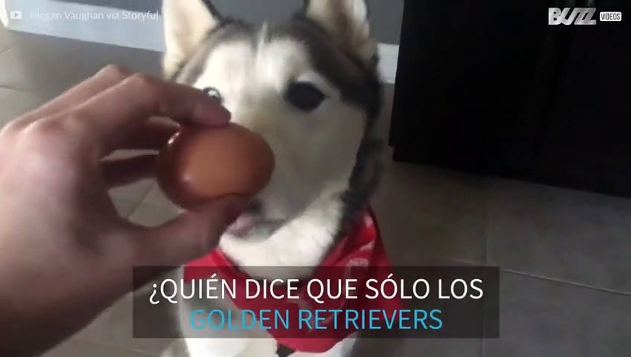 También este Husky cumple el reto del huevo