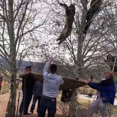 Mountain Lion Rescued From Tree in Grand Junction Colorado
