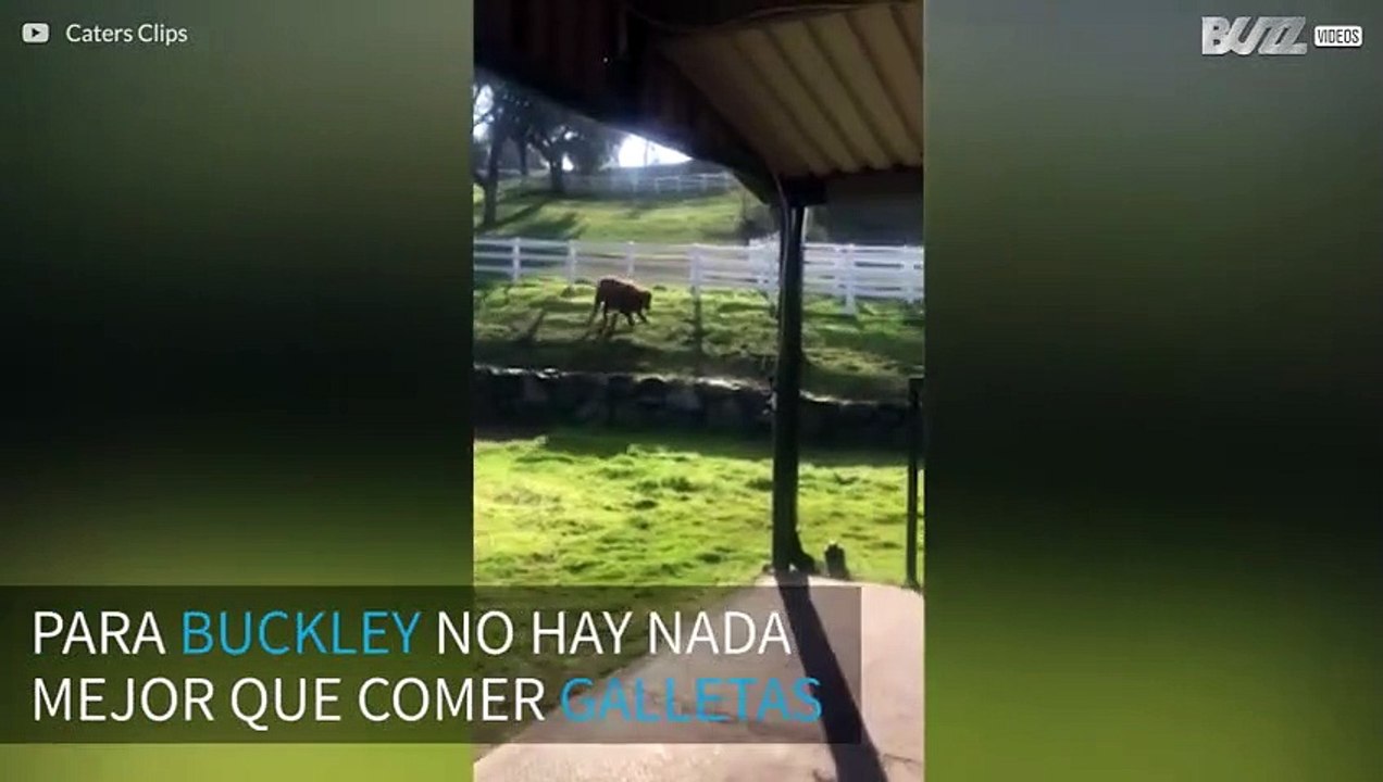 Becerro corre para comer galletas de chocolate
