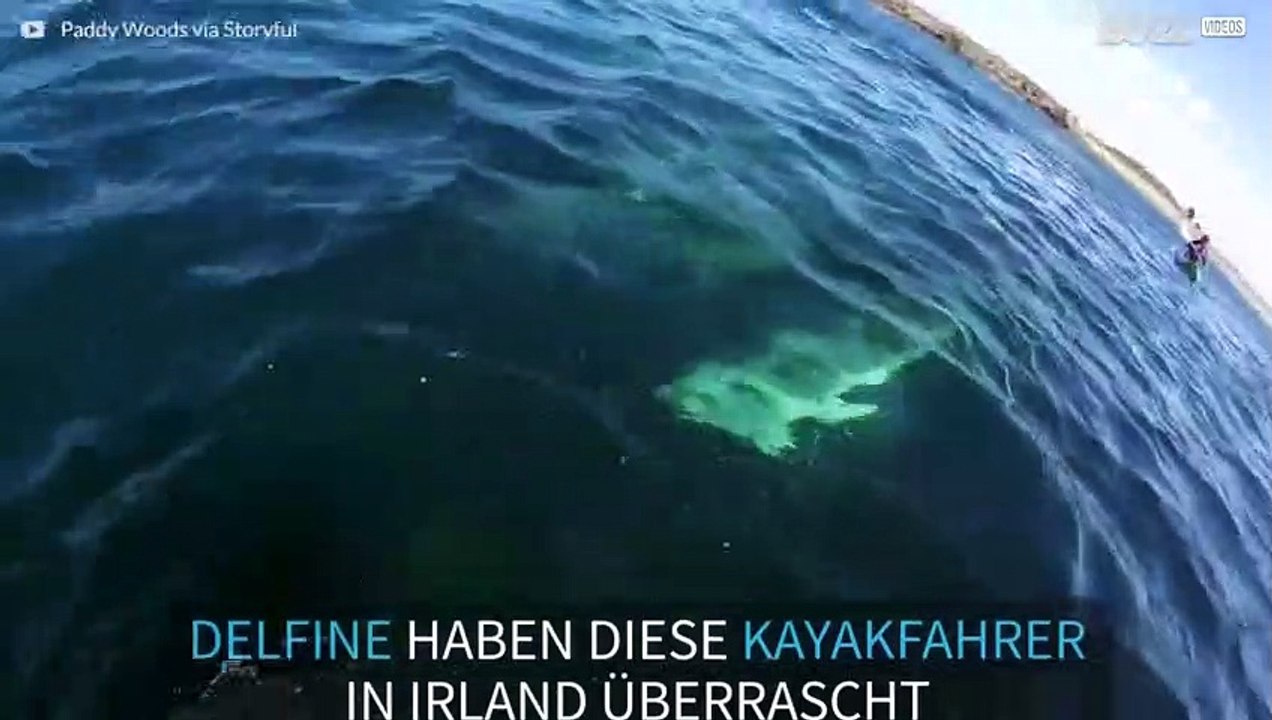 Delfine schwimmen neben einem Kayak in Irland