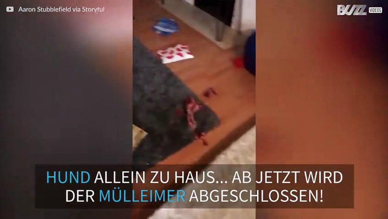 Hund stöbert durch Mülleimer während Besitzer nicht zu Hause sind
