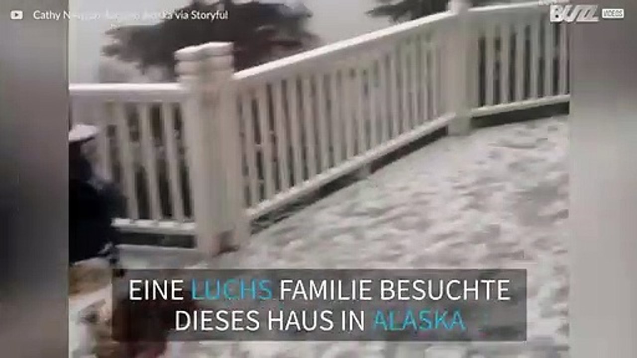 Luchs Familie spielt in einem Hinterhof in Alaska