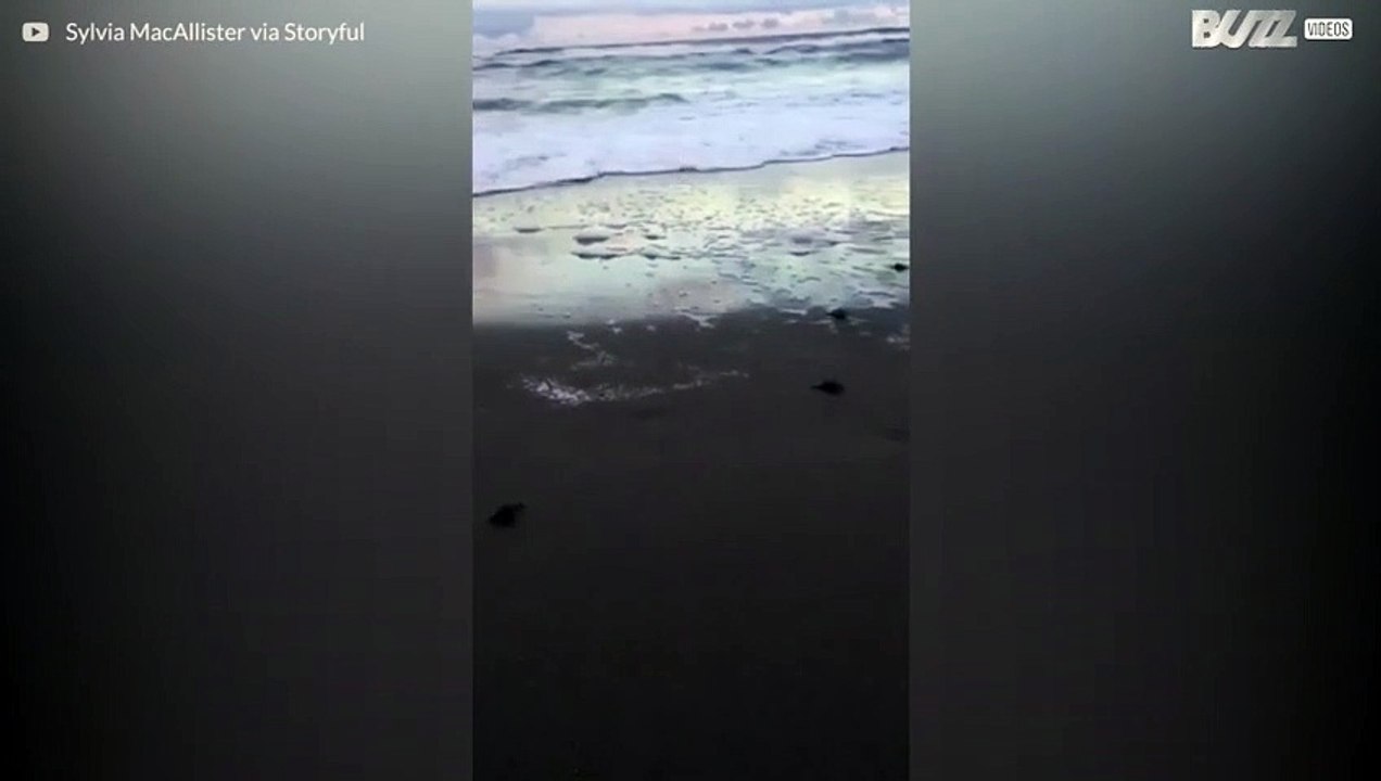 Babyschildkröten rennen ins Meer in Florida