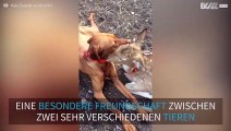 Hund und Reh sind dicke Freunde