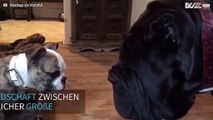 Bulldoggen Welpen und riesige neapolitanische Mastiff sind beste Freunde