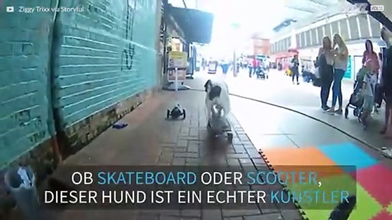 Hund auf Rädern: Straßenkunst der besonderen Art