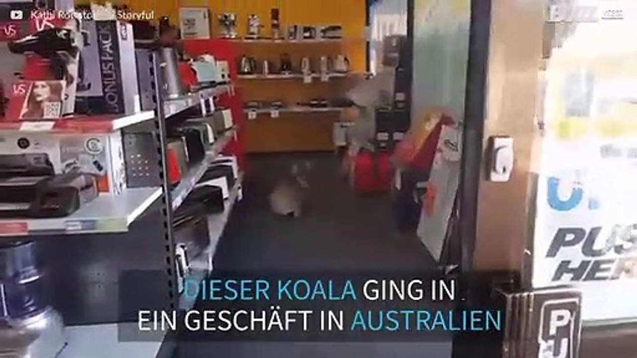 Koala versucht Eukalyptus zu kaufen