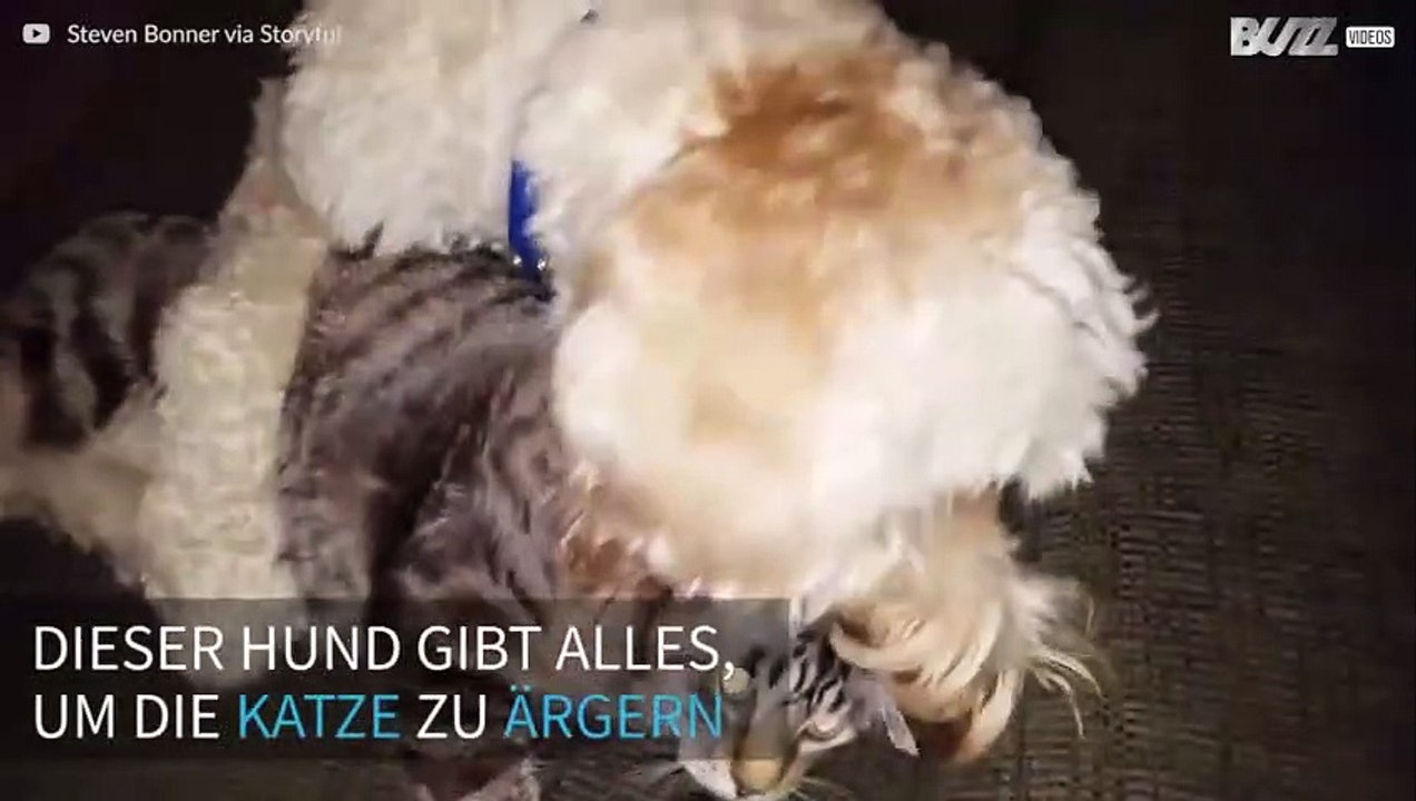 Hund trifft auf die apathischste Katze der Welt