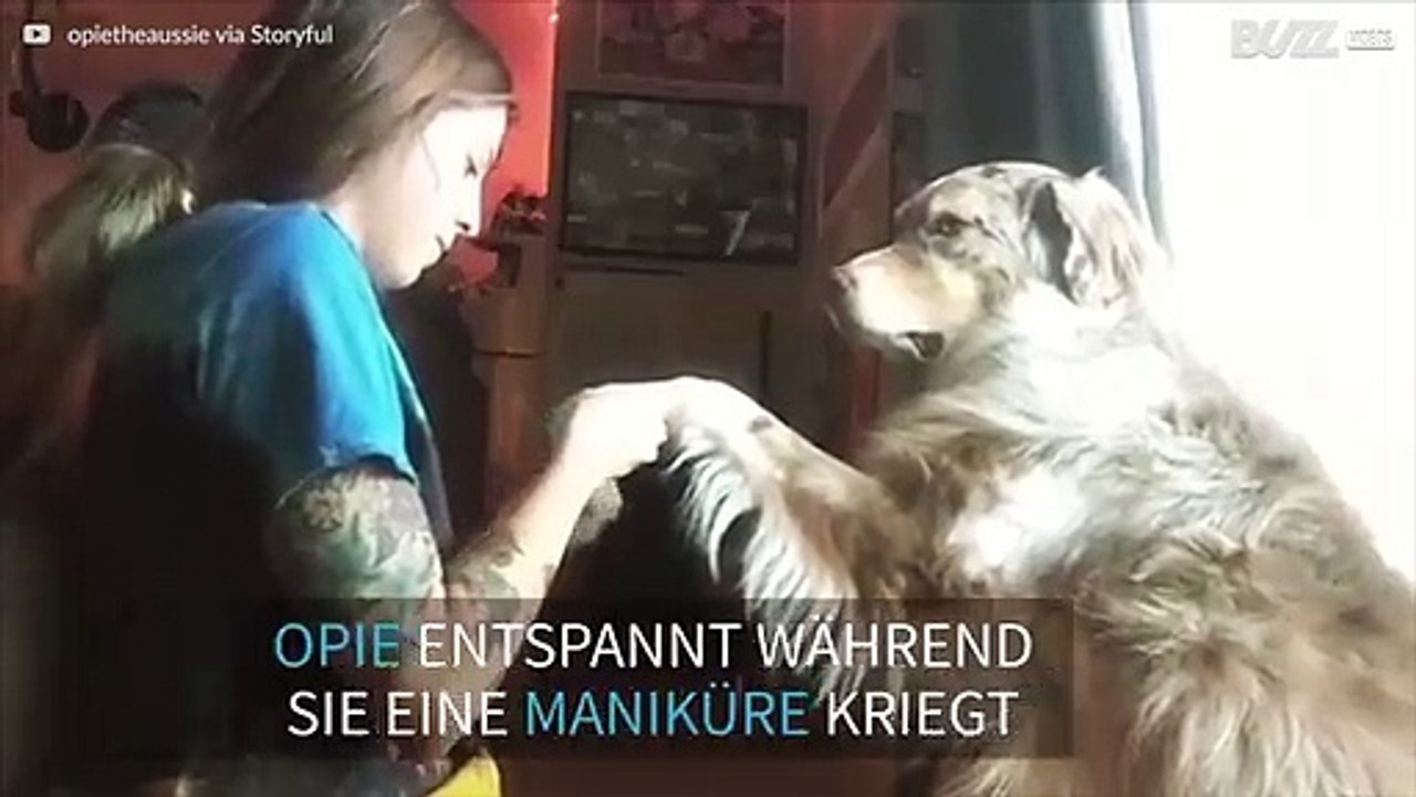Auch Hunde gehen gerne ins Nagelstudio!