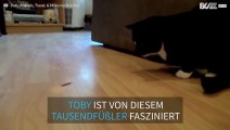 Das Duell des Jahres: Katze gegen Tausendfüßler