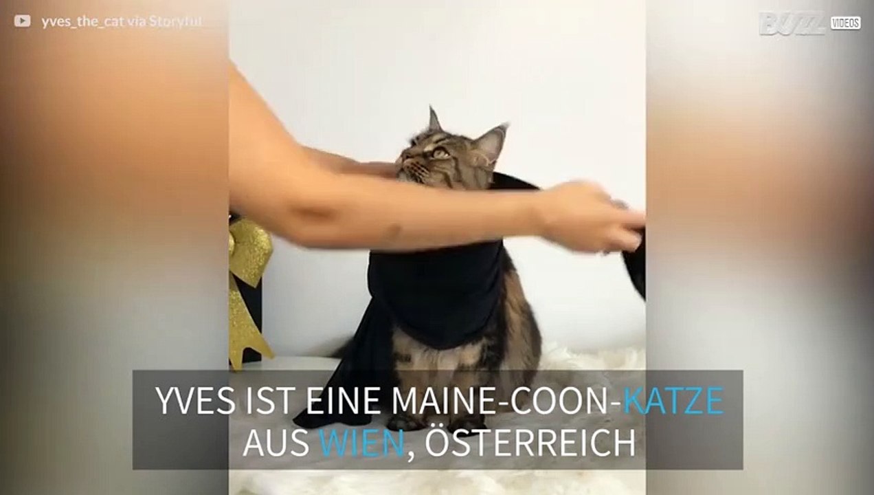 Modische Maine-Coon-Katze