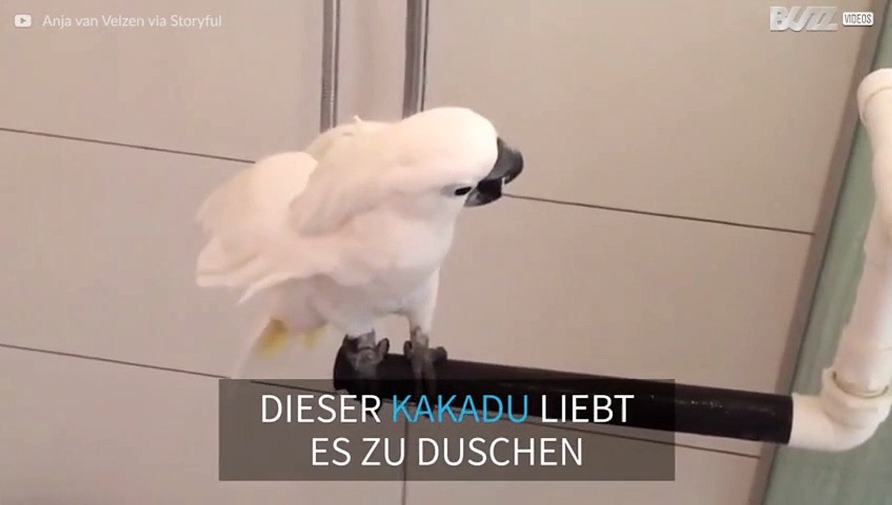 Kakadu duscht für sein Leben gern