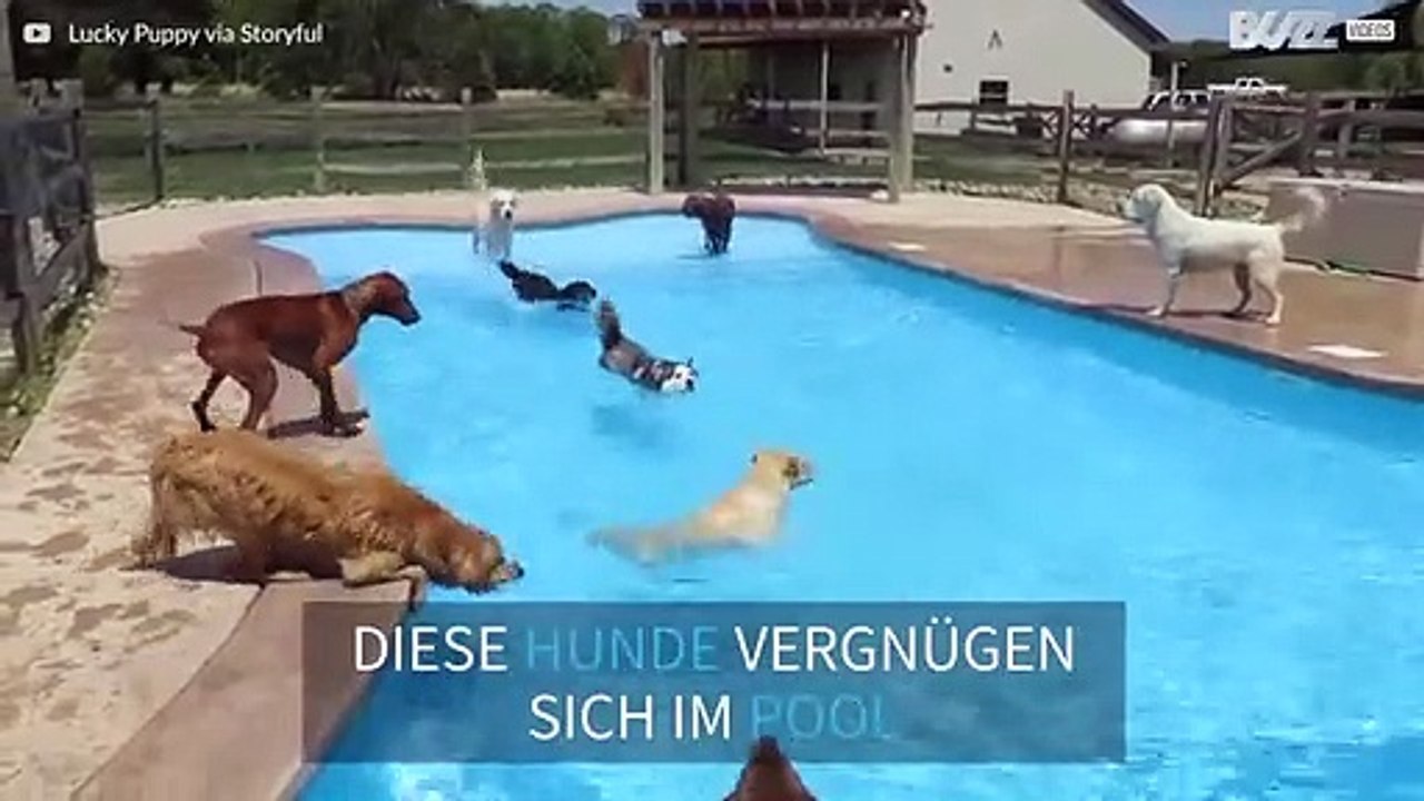 Duzende Hunde feiern Poolparty