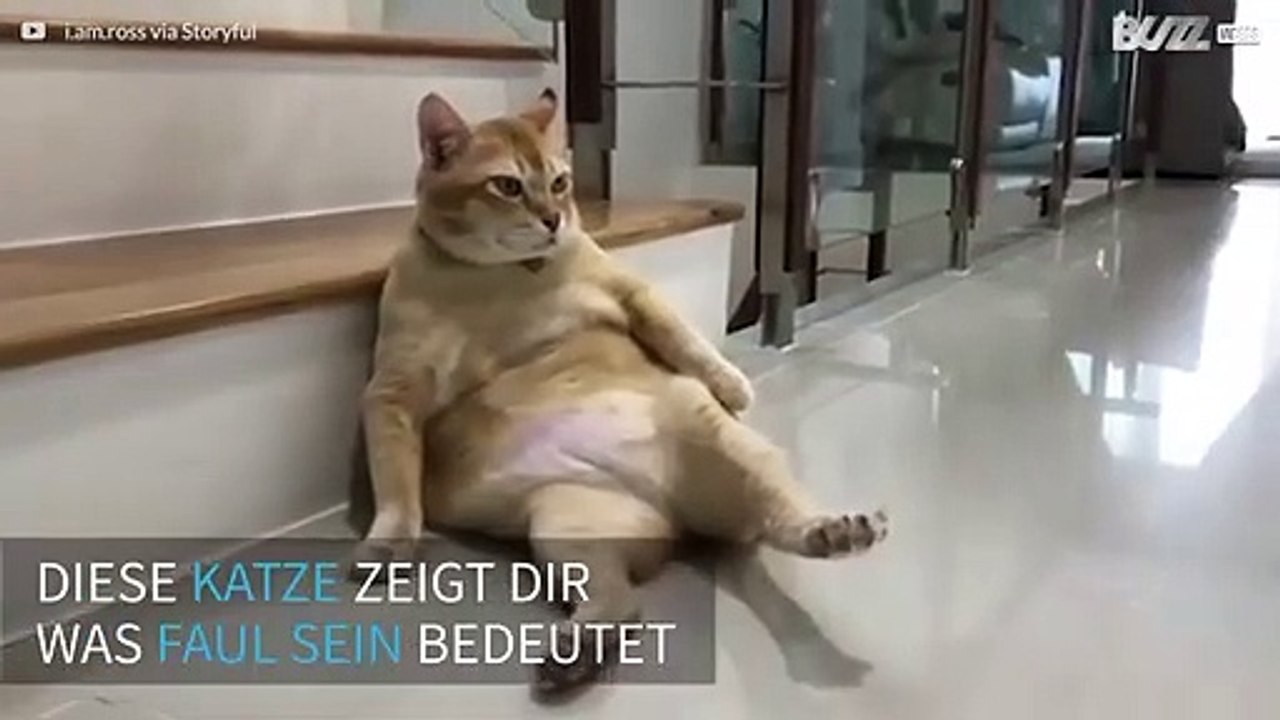 Diese faule Katze liegt in der unmöglichsten Position herum