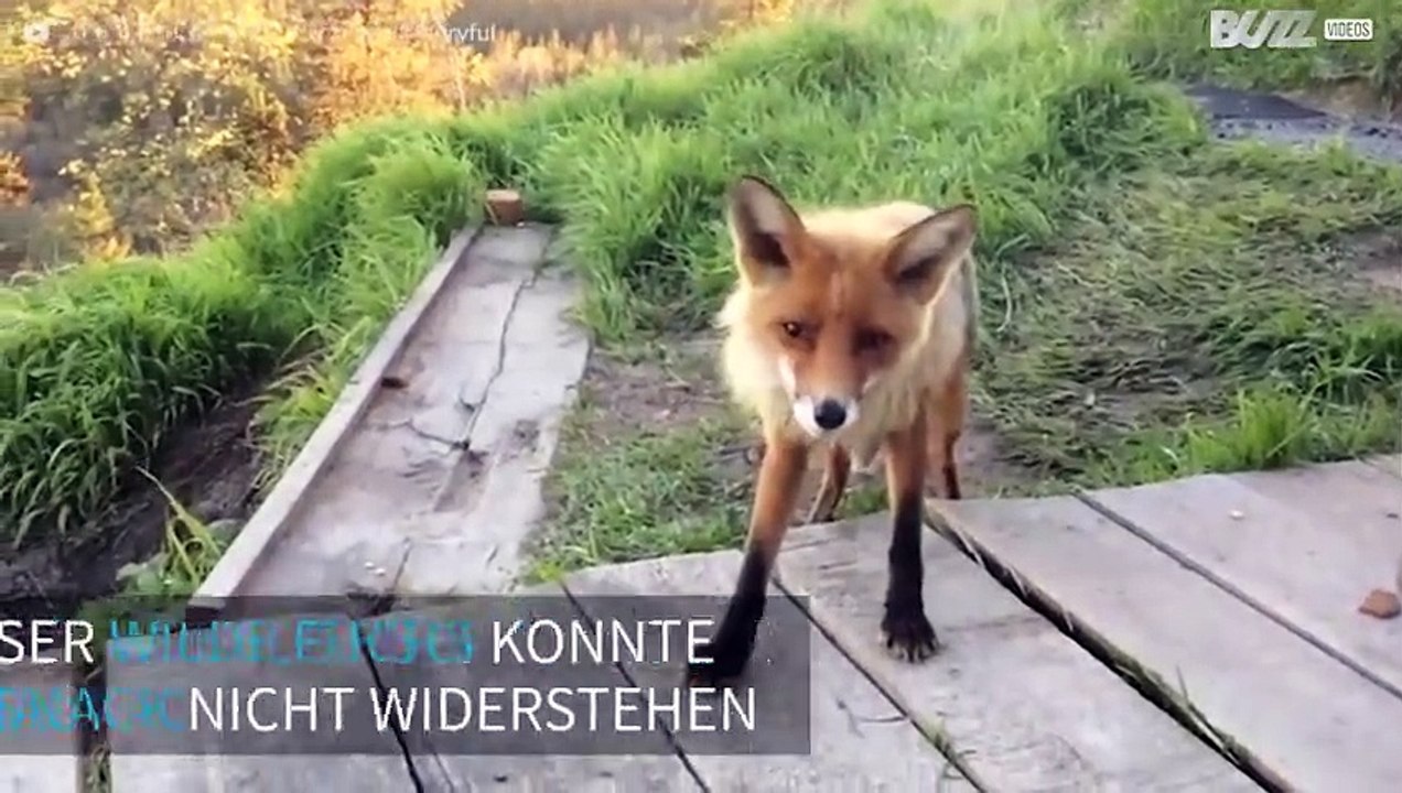 Hungriger Fuchs schnappt sich Snack