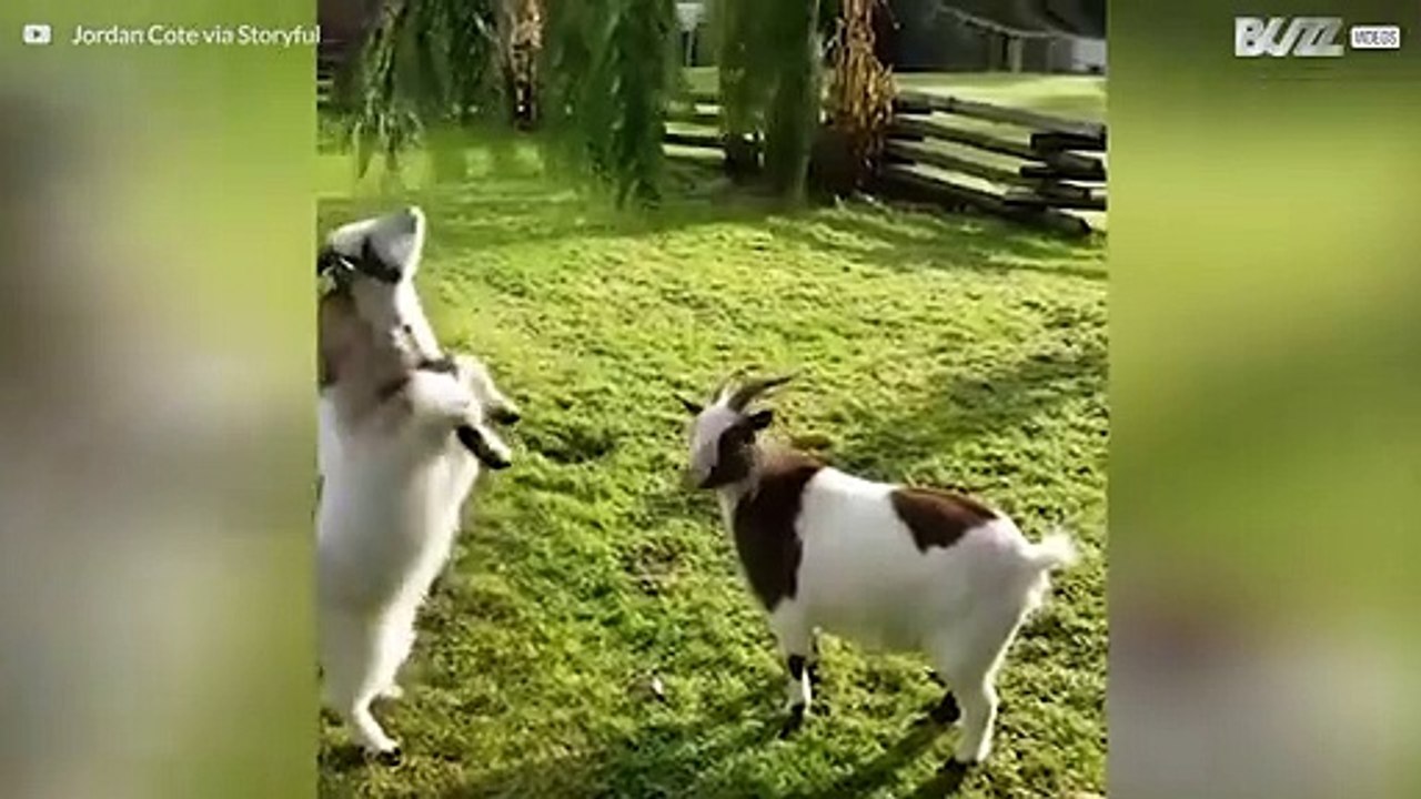 Ziegen sind hinterlistig!