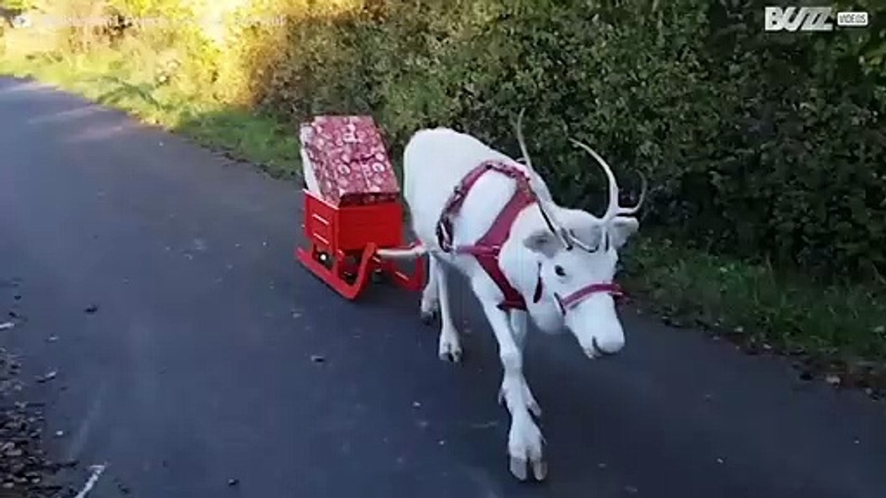 Weißes Rentier bringt Weihnachtsgeschenke in Deutschland