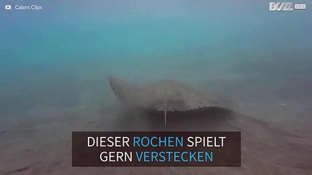 Dieser Rochen spielt gern Verstecken