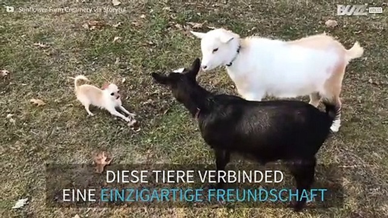 Eine ungleiche Freundschaft zwischen zwei Ziegen