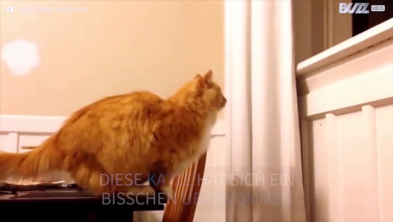 Übergewichtige Katze scheitert an unspektakulärem Sprung