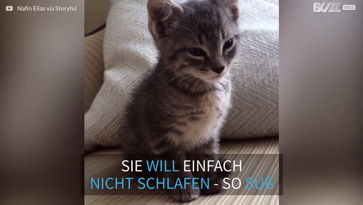 Diese Katze kämpft gegen den Schlaf