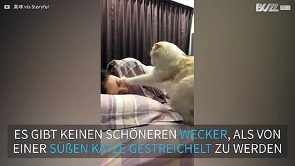 Hungrige Katzen sind ein niedlicher Wecker