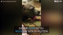 Dieser Hund schläft ein während er sich sauber leckt