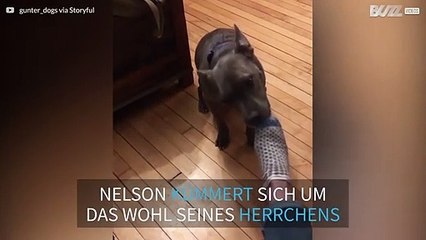 Ein Hund zieht seinem Besitzer nach einem harten Arbeitstag die Socken aus