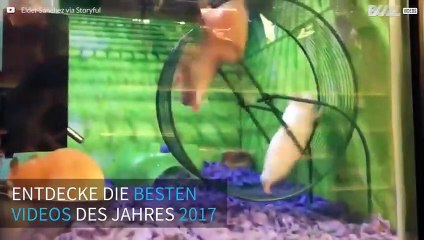 Die besten Videos des Jahres 2017
