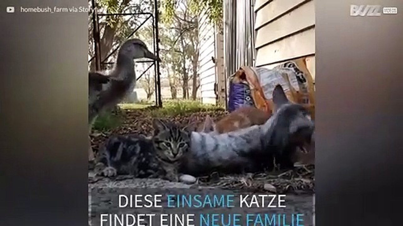 Ungewöhnliche und herzergreifende Freundschaft zwischen einer einsamen Ente und einer Katzenfamilie