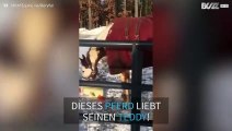 Pferd vergnügt sich mit seinem neuen Spielzeug im Schnee!