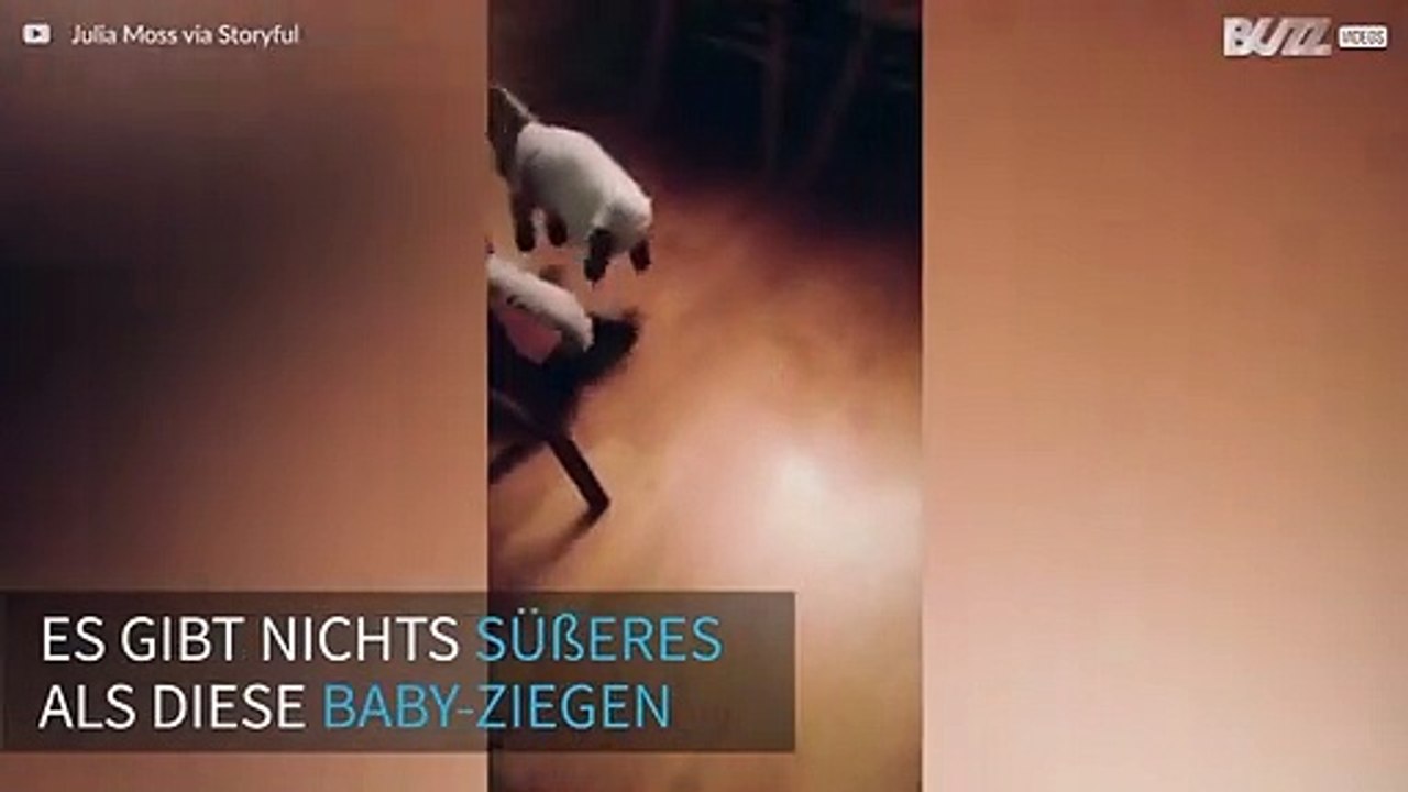 Baby-Ziegen sind so süß